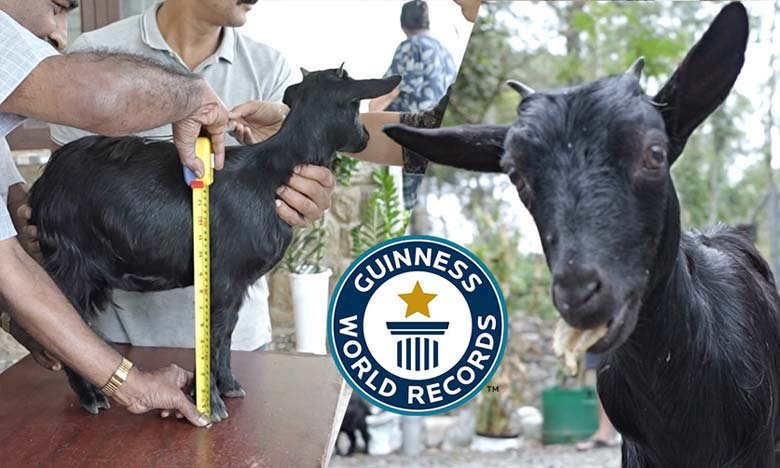 Meet Krombi The Worlds Smallest Goat from India Only One Foot Tall