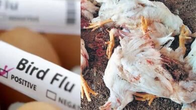Bird Flu Alert Virus Reaches Hyderabad Thousands of Chickens Dead