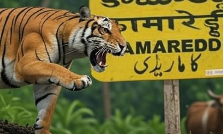 Telangana Tiger Sighting Creates Panic in Kamareddy
