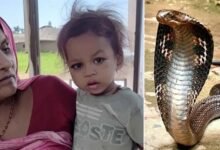 Unbelievable Baby Bites Cobra to Death in Bihar