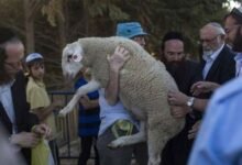 Seven Attempts to Bring Sacrificial Animals into Al-Aqsa Mosque Exposed Researcher Claims
