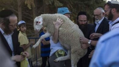 Seven Attempts to Bring Sacrificial Animals into Al-Aqsa Mosque Exposed Researcher Claims