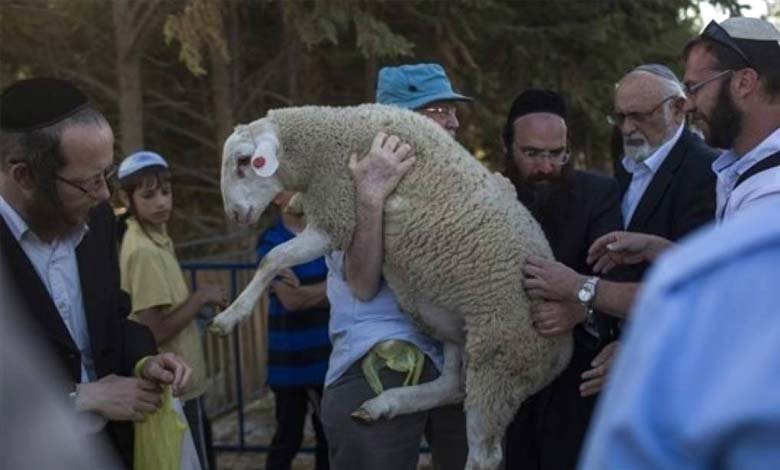 Seven Attempts to Bring Sacrificial Animals into Al-Aqsa Mosque Exposed Researcher Claims