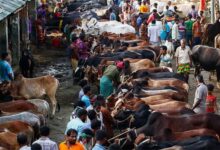 Large-Scale Cattle Smuggling to Bangladesh Alleged Along Bengal Border Ahead of Bakrid