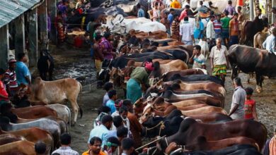 Large-Scale Cattle Smuggling to Bangladesh Alleged Along Bengal Border Ahead of Bakrid