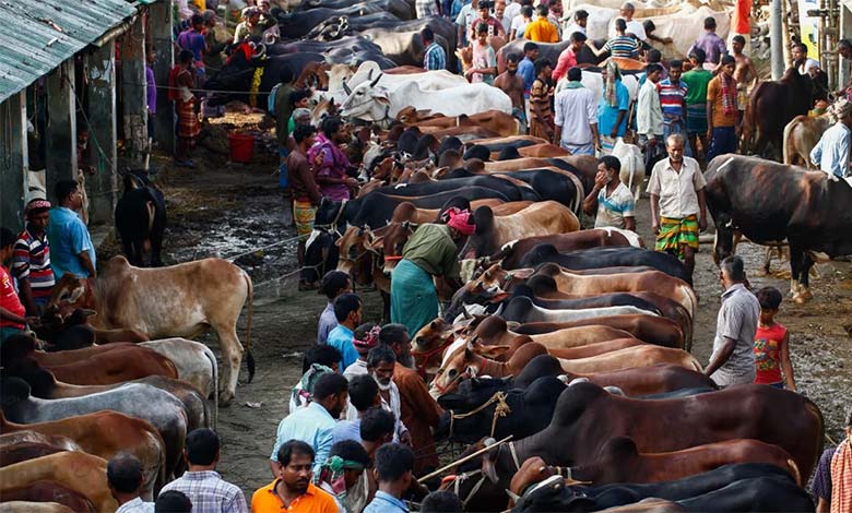 Large-Scale Cattle Smuggling to Bangladesh Alleged Along Bengal Border Ahead of Bakrid
