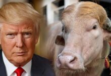 Commander in Beef 700-Kg Buffalo Named Donald Trump Becomes a Social Media Star in Bangladesh