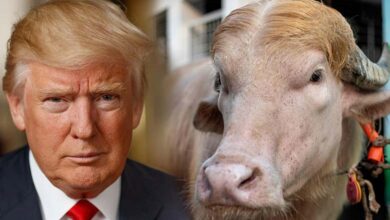 Commander in Beef 700-Kg Buffalo Named Donald Trump Becomes a Social Media Star in Bangladesh