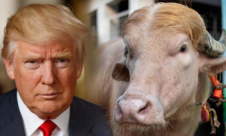 Commander in Beef 700-Kg Buffalo Named Donald Trump Becomes a Social Media Star in Bangladesh